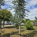 Cedrus libani 'Glauca' - 7