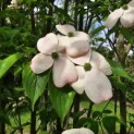 Cornus kousa 'Stellar Pink' - 4
