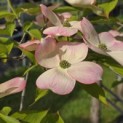 Cornus 'Stellar Pink' - Foto 3