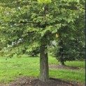 Carpinus Betulus - 5