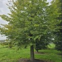 Carpinus Betulus - 4