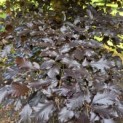 Fagus sylvatica 'Atropunicea' - mei 2026