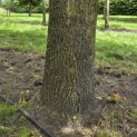 Liriodendron tulipifera - 8