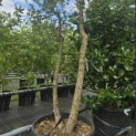 quercus suber - 1