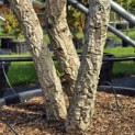 Quercus Suber - Foto 6