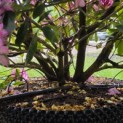 Rhododendron ponticum 'Roseum' - Foto 3