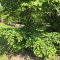 Fagus sylvatica - 1