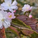 Prunus x Subhirtella 'Autumnalis Rosea' - 2