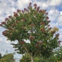 Heptacodium miconioides - Foto 2