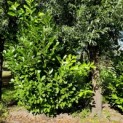 Prunus laur. Rotundifolia - 3