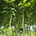 Parrotia persica 'Vanessa' - Foto 3