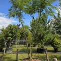 Albizia julibrissin - 1