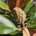 Magnolia grandiflora 'Galissonnière' - 3
