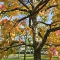 Liquidambar styraciflua - 4