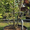Magnolia 'Vulcan' - 5