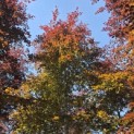 Fagus sylvatica 'Atropunicea' - 1