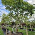Magnolia 'Soulangeana' - Foto 2