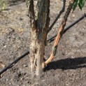 Acer Triflorum - Foto 7