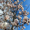 Magnolia soulangeana 'Manchu Fan' - impressie bloei bij een andere hoogstamboom