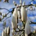 Magnolia soulangeana 'Manchu Fan' - 4