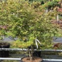Acer palmatum - Foto 2