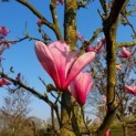 Magnolia 'Galaxy'