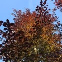 Fagus sylvatica 'Atropunicea' - Foto 2