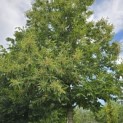 Castanea sativa - 6