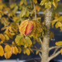 Parrotia persica 'Vanessa' - Foto 1