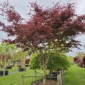 Acer palmatum 'Trompenburg' - 1