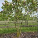 Magnolia 'Susan' - 1