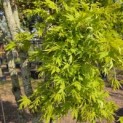 Acer palmatum 'Ryusen' - 2