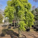 Acer palmatum 'Ryusen' - 1