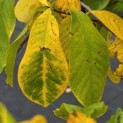 Asimina Triloba - Foto 1