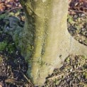 Fagus sylvatica 'Atropunicea' - Foto 6