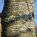 Fagus sylvatica 'Atropunicea' - Foto 3