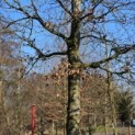 Fagus sylvatica 'Atropunicea' - Foto 5