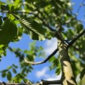 Juglans regia 'Broadview'' - Foto 1