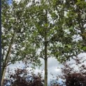 Quercus ilex - Foto 3