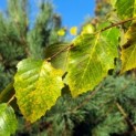 betula nigra - Afbeelding 1