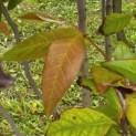 Stewartia Rostrata - 3
