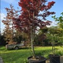 Acer palmatum 'Bloodgood' - 5
