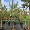Pinus sylvestris - 1