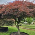 Acer palmatum 'Garnet' - 1