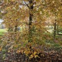 Fagus sylvatica 'Atropunicea' - 1