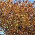 Fagus sylvatica 'Atropunicea' - 2