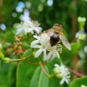 Heptacodium miconioides - Foto 1