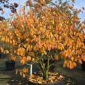 Hamamelis x intermedia 'Arnold Promise' - 3