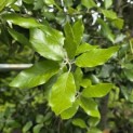 Quercus ilex - 3
