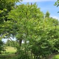 Rhus Typhina - 1